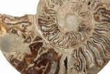 Daisy Flower Ammonite (Choffaticeras) - Madagascar #198092-3